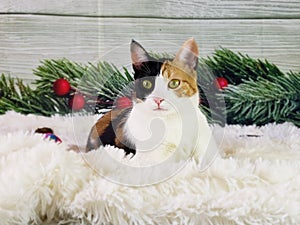 Cat holiday pictures kitten