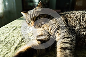 The cat in the home interior lies on the table