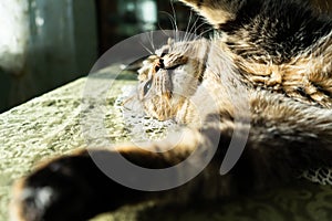 The cat in the home interior lies on the table