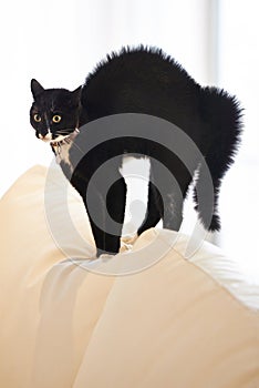 Cat, home and sofa with scared, surprise and shock of a pet on a living room couch with hair raise. Animal, lounge and