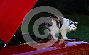 Cat on hood of red car