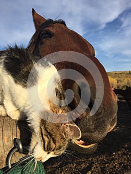 Cat and horse nuzzling each other in afternoon light