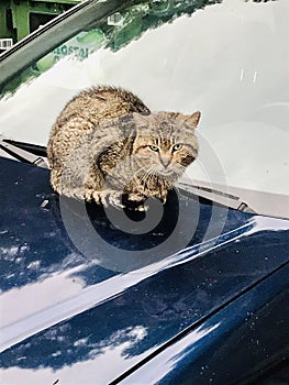 Cat on a hot bonnet car