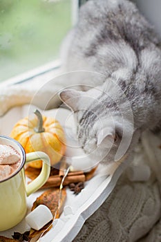 Cat and hot chocolate with marshmallows