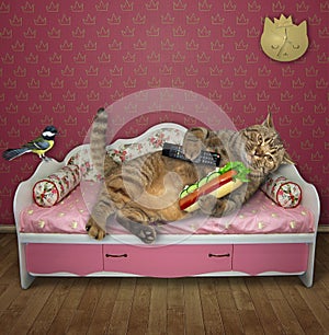 Cat with hot dog on pink couch