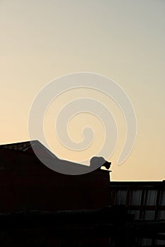 Cat On A Hot Tin Roof