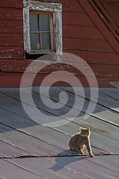 Cat on a Hot Tin Roof