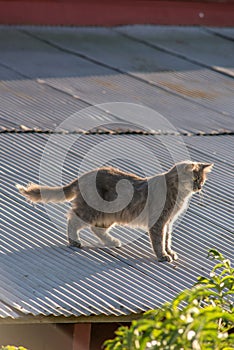 Cat on a Hot Tin Roof