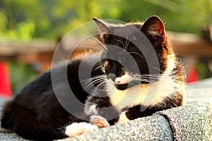 Cat On A Hot Tin Roof in Sunset