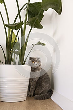 Cat and house plant. Scottish fold cat in modern minimal home interior