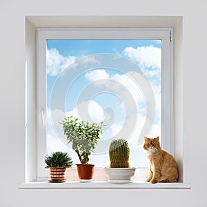 Cat and house plants on the windowsill