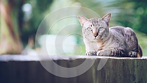 Cat on the house wall looking at camera