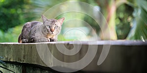 Cat on the house wall looking at camera