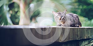 Cat on the house wall looking at camera