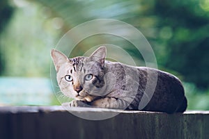 Cat on the house wall looking at camera