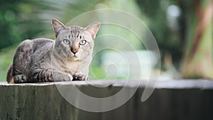 Cat on the house wall looking at camera