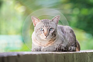 Cat on the house wall looking at camera