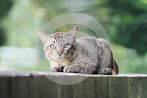 Cat on the house wall looking at camera