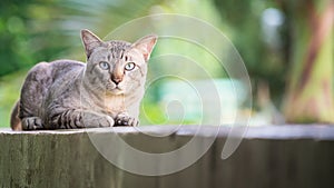 Cat on the house wall looking at camera