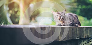 Cat on the house wall looking at camera