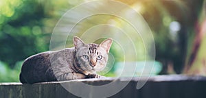 Cat on the house wall looking at camera