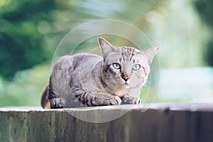 Cat on the house wall looking at camera