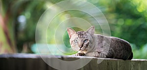 Cat on the house wall looking at camera