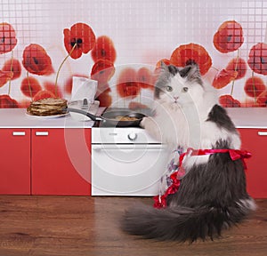 Cat housewife preparing pancakes in a small kitchen