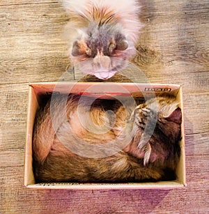 Cat huddled inside a cardboard box