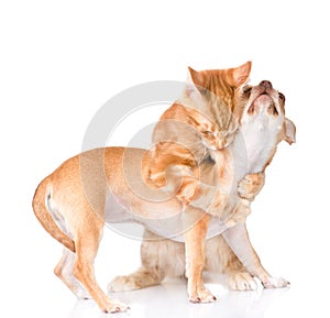 Cat hugs puppy. isolated on white background