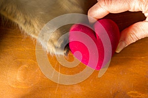 Cat and human hold a heart