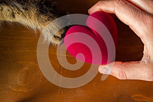 Cat and human hold a heart