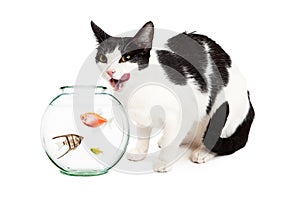 Cat Hungry For Pet Fish