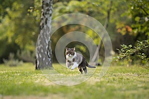 Cat on the hunt in garden