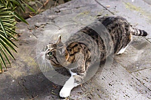 cat on the hunt in the grass. A cat just before the attack