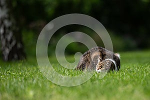 cat on the hunt lurking in grass