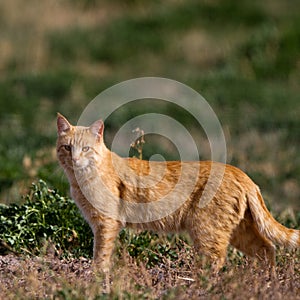 Cat on the hunt in a marsh