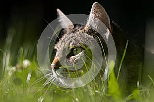 Cat on the hunt photo