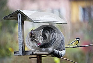 Cat hunting a bird