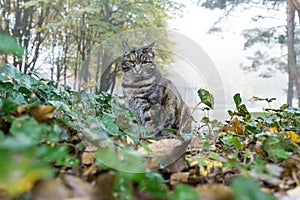 Cat hunting in city park