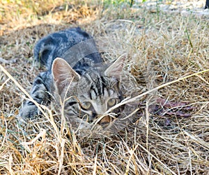 Cat hunting in dry grass