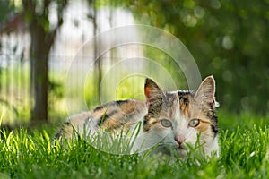 Cat Hunting in Grass