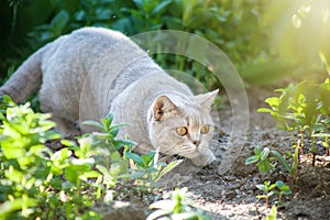 Cat is hunting in the grass
