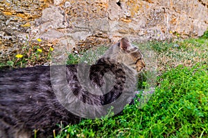 Cat hunting In The Grass