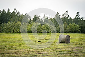 Cat hunting on green field with next to a straw roll