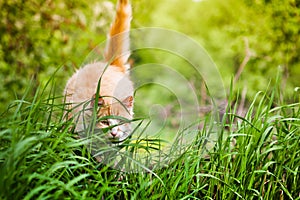 Cat Is Hunting In Green Grass