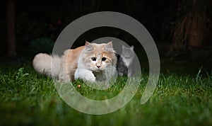 Cat hunting laser pointer dot outdoors at night