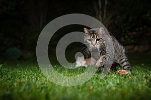 Cat hunting laser pointer at night
