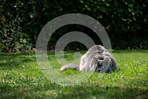 cat hunting outdoors on grass crouching