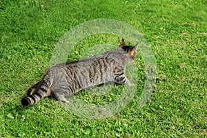 Cat hunting. Tabby cat outdoor on green grass.